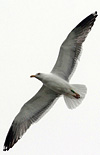 ad LBBG in Januari-April, ringed in the Netherlands. (76807 bytes)